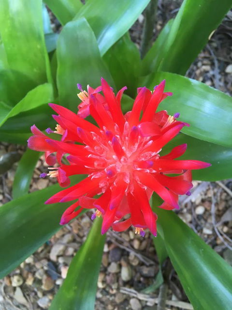 Casuarina - Stayed 2