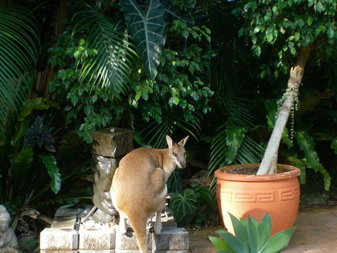 Bluewater Bed & Breakfast Cairns - Stayed 22