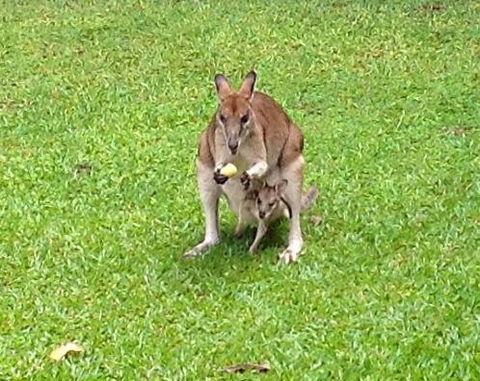 Bluewater Bed & Breakfast Cairns - Stayed 6