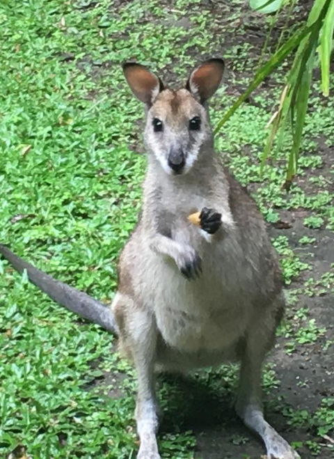 Bluewater Bed & Breakfast Cairns - Stayed 0