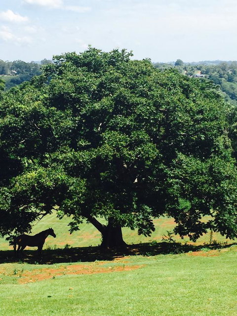 Montville Holiday Apartments - Stays Accommodation 20