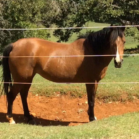 Montville Holiday Apartments - Stays Accommodation 7