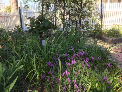 Yapera On Lucan - Stayed 2