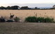 Beeâ€™s Place - 3 Bedroom Home On 10 Acres Of Land With Distant Ocean Views - thumb 23