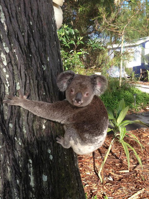 Sea Shanties - Stayed 9