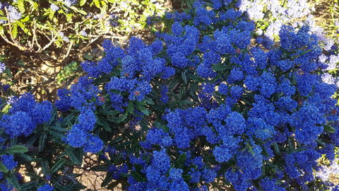 505 CONROD STRAIGHT MOUNT PANORAMA - Stayed 2