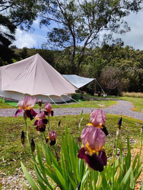 Glamping At Zeehan Bush Camp - Stayed 4