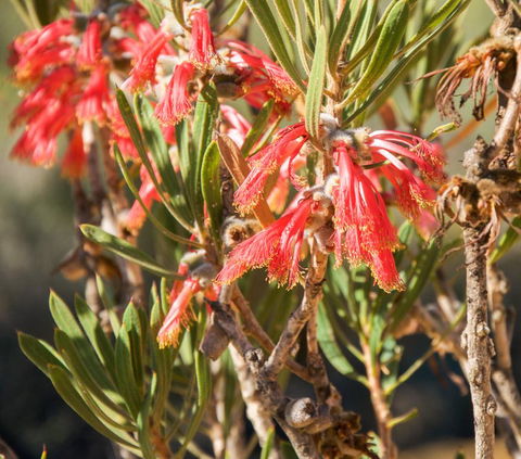 API Pelican Beach Front Apartments Kalbarri - Stayed 3