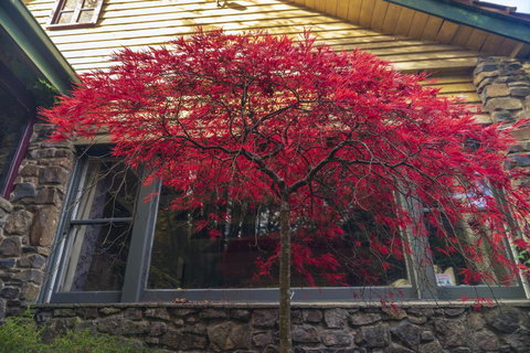 Arnica Views Summit Retreat - Stayed 3