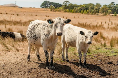 Maluridae Sunset Views By Tiny Away - Stays Accommodation 3