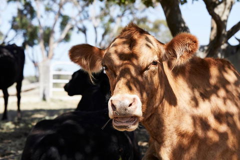 Ridgemill Estate - Stayed 3