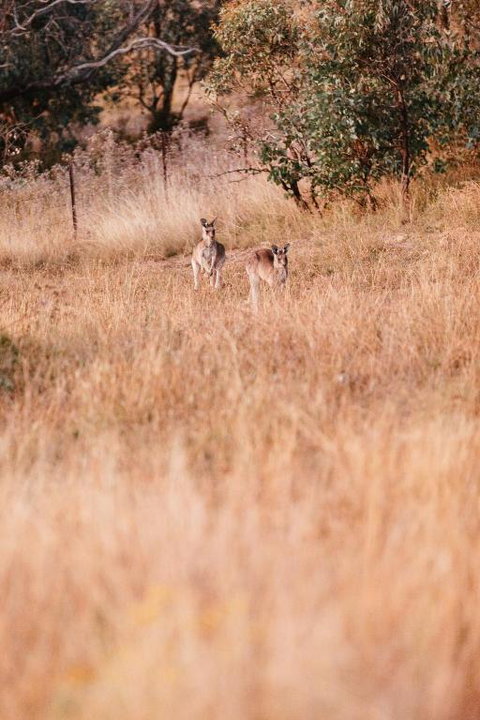Rose Quartz - 1 Bed With Mountain Views - Kundalini Lodge - Stays Accommodation 2