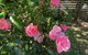 Rosehaven On Rosebud - thumb 1