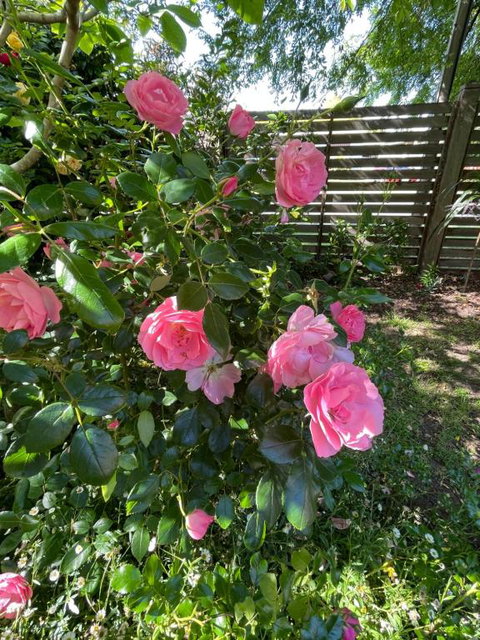 Rosehaven On Rosebud - Stayed 1