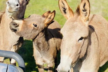 Sandalwood Downs Fabulous Farm Stay TOODYAY with Stays Accommodation
