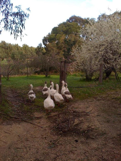 Bellbrae Harvest - Stayed 3