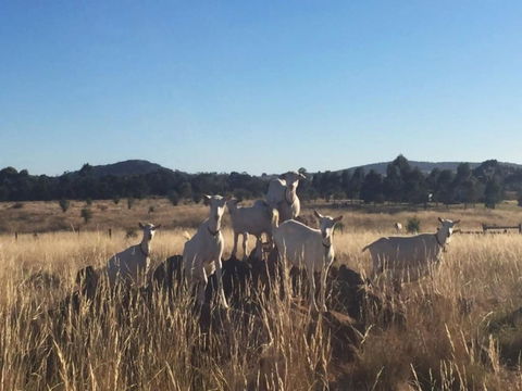 Big Tiny Altitude Tiny House Experience - Stayed 1