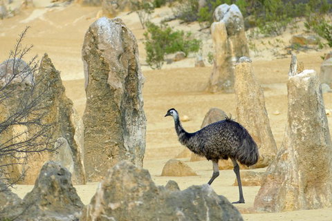 Private, Luxury Pinnacles Tour: Stargazing, Sand-boarding & Sightseeing - Stayed 5