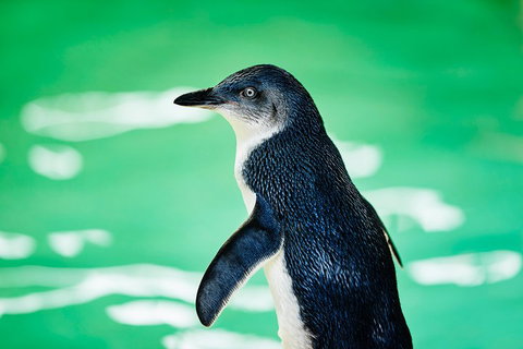 Penguin Island And Fremantle - Canoe, Chocolate & Coffee - Stayed 4