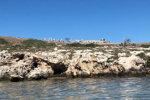 Penguin Island And Fremantle - Canoe, Chocolate & Coffee - Stayed 5