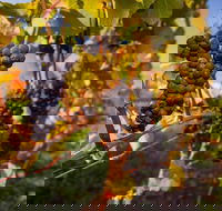 Full Day Tamar Valley Wine Tour - Stayed