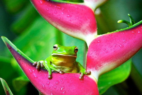 Cape Tribulation, Mossman Gorge, And Daintree Rainforest Premium Day Tour - Stayed 0