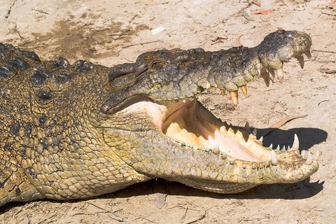 Cape Tribulation, Mossman Gorge, And Daintree Rainforest Premium Day Tour - Stayed 1