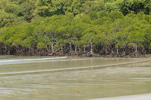 Cape Tribulation, Mossman Gorge, And Daintree Rainforest Premium Day Tour - Stayed 4