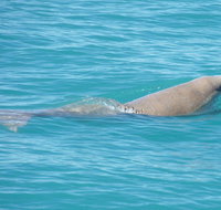 Snubfin Dolphin Eco Cruise from Broome - Stayed