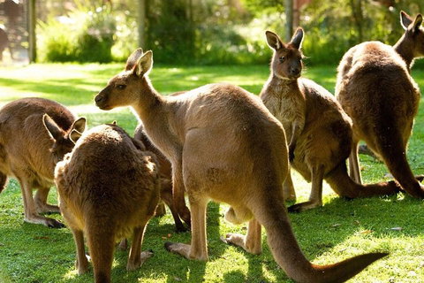 Melbourne City Card (3 Days): Visit Unlimited Attractions! - Stayed 4