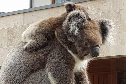 Adelaide Shore Excursion: Adelaide City Tour By Private Limo - Stays Accommodation 4