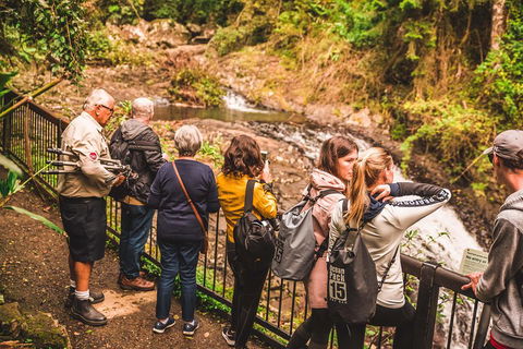 Full-day Springbrook National Park Tour From The Gold Coast - Stayed 0