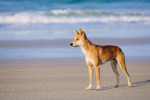 Fraser Island 4WD Tour From Noosa - Stayed 5