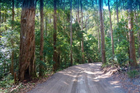 Fraser Island 4WD Tour From Rainbow Beach - Stayed 4