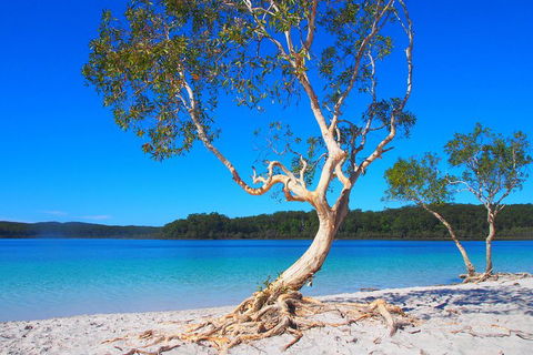 Fraser Island 4WD Tour From Rainbow Beach - Stayed 5