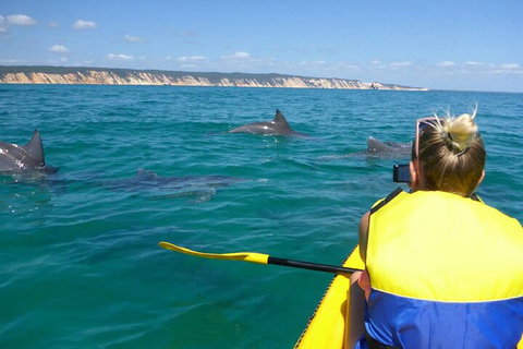 Kayak With Dolphins And 4WD Great Beach Drive Day Trip From Noosa - Stayed 1