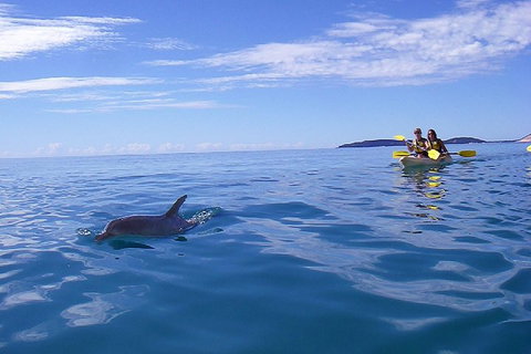 Kayak With Dolphins And 4WD Great Beach Drive Day Trip From Noosa - Stayed 2