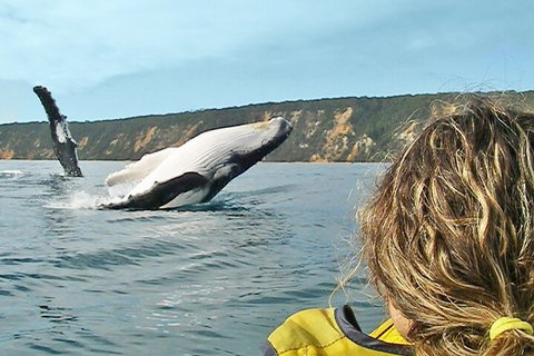 Kayak With Dolphins And 4WD Great Beach Drive Day Trip From Noosa - Stayed 3