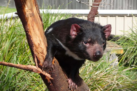 Tasmania 6 Day 'Tour In Circle' - Stays Accommodation 1