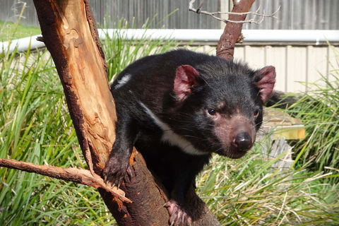 6-Day Tasmania Small-Group Guided Tour With Gourmet Food - Stayed 1