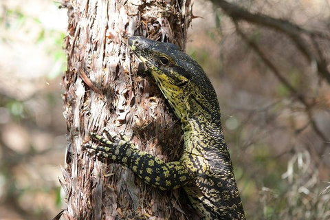 Byron Bay Hinterland Tour Including Rainforest Walk To Minyon Falls - Stayed 1