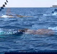 Noosa Whale Watching - Stayed