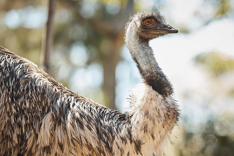 Sydney Taronga Zoo General Entry Ticket - Stayed 4