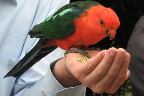 O'Reilly's & Lamington National Park From Brisbane - Stayed 1