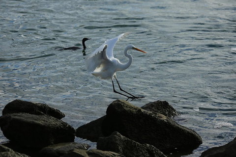 Kayak Tour In Adelaide Dolphin Sanctuary - Stayed 1