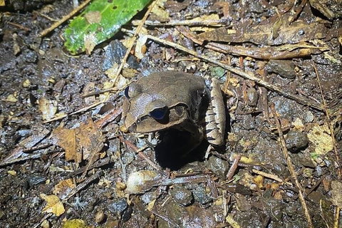 Evening Rainforest & Glow Worm Experience - Stayed 1