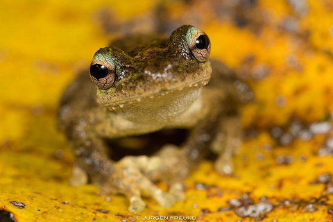 Daintree And Cape Tribulation Full Day Guided Tour - Stayed 0