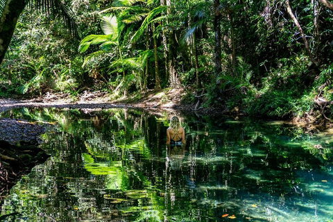 Daintree And Cape Tribulation Full Day Guided Tour - Stayed 1