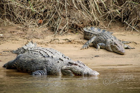 Daintree And Cape Tribulation Full Day Guided Tour - Stayed 3