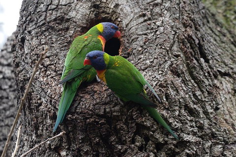 Private Blue Mountains Insider Tour From Sydney - Stays Accommodation 3